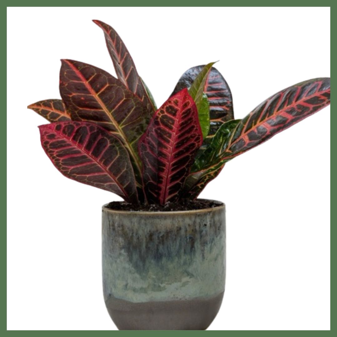 Unicorn Croton Petra Plant