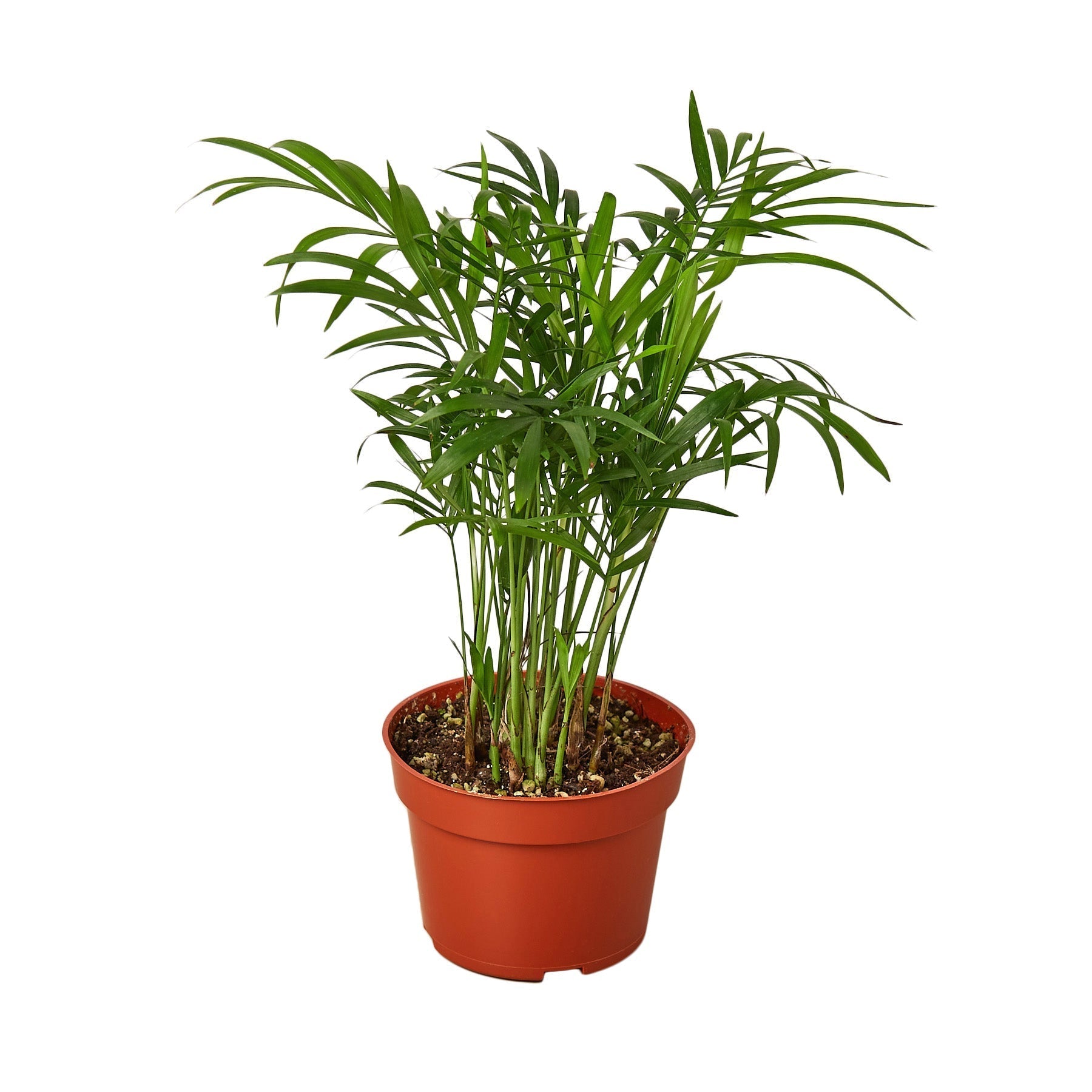 Parlor Palm Plant