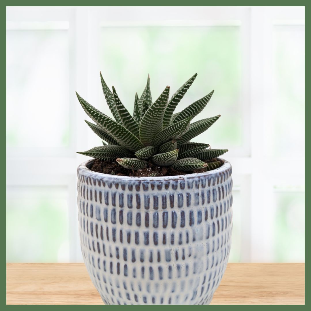 Miami Vibes Plant