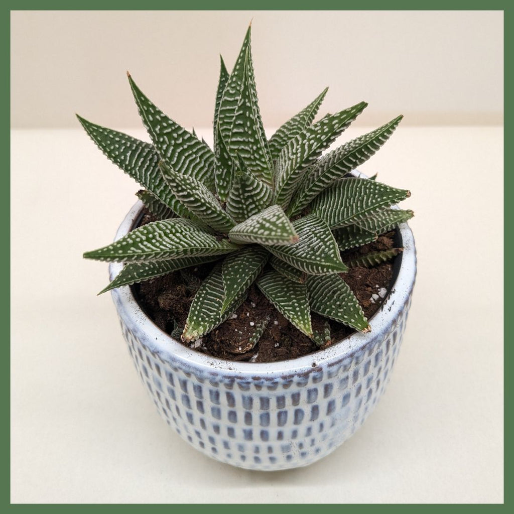 Miami Vibes Plant