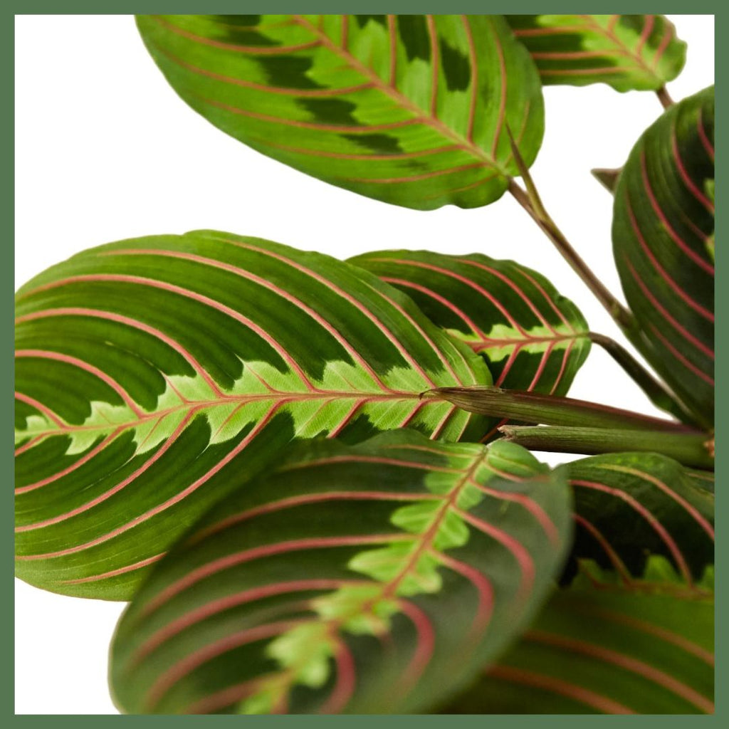 Maranta Red Prayer Plant