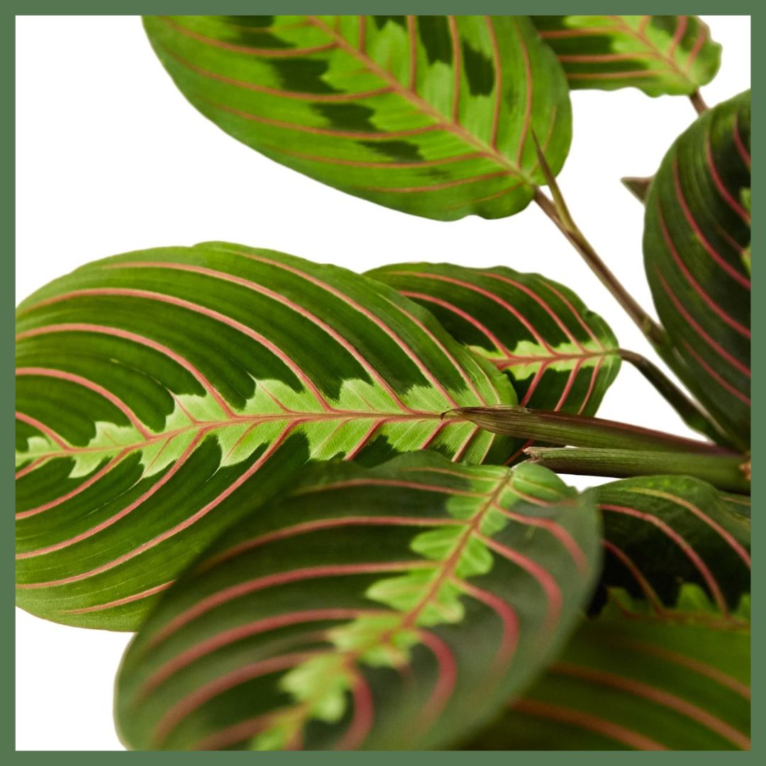 Maranta Red Prayer Plant