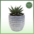 Miami Vibes Plant