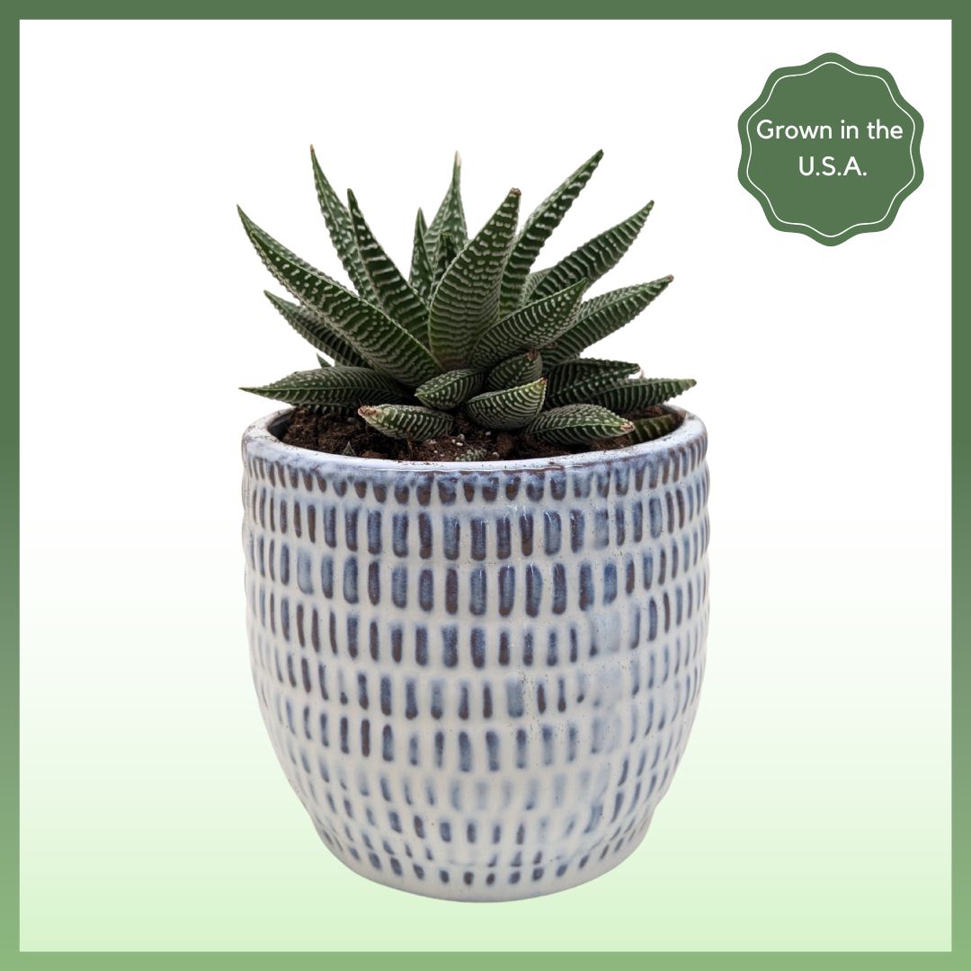 Miami Vibes Plant