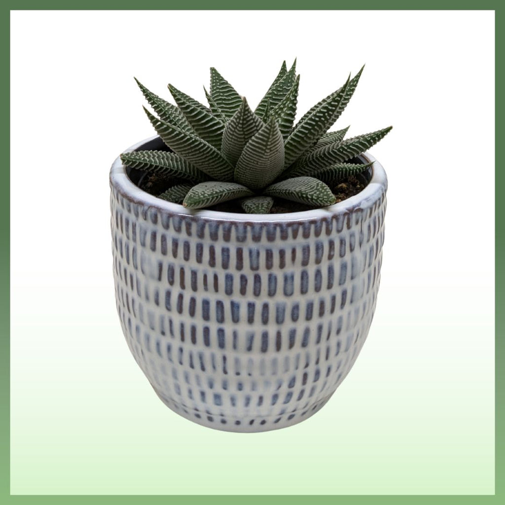 Miami Vibes Plant
