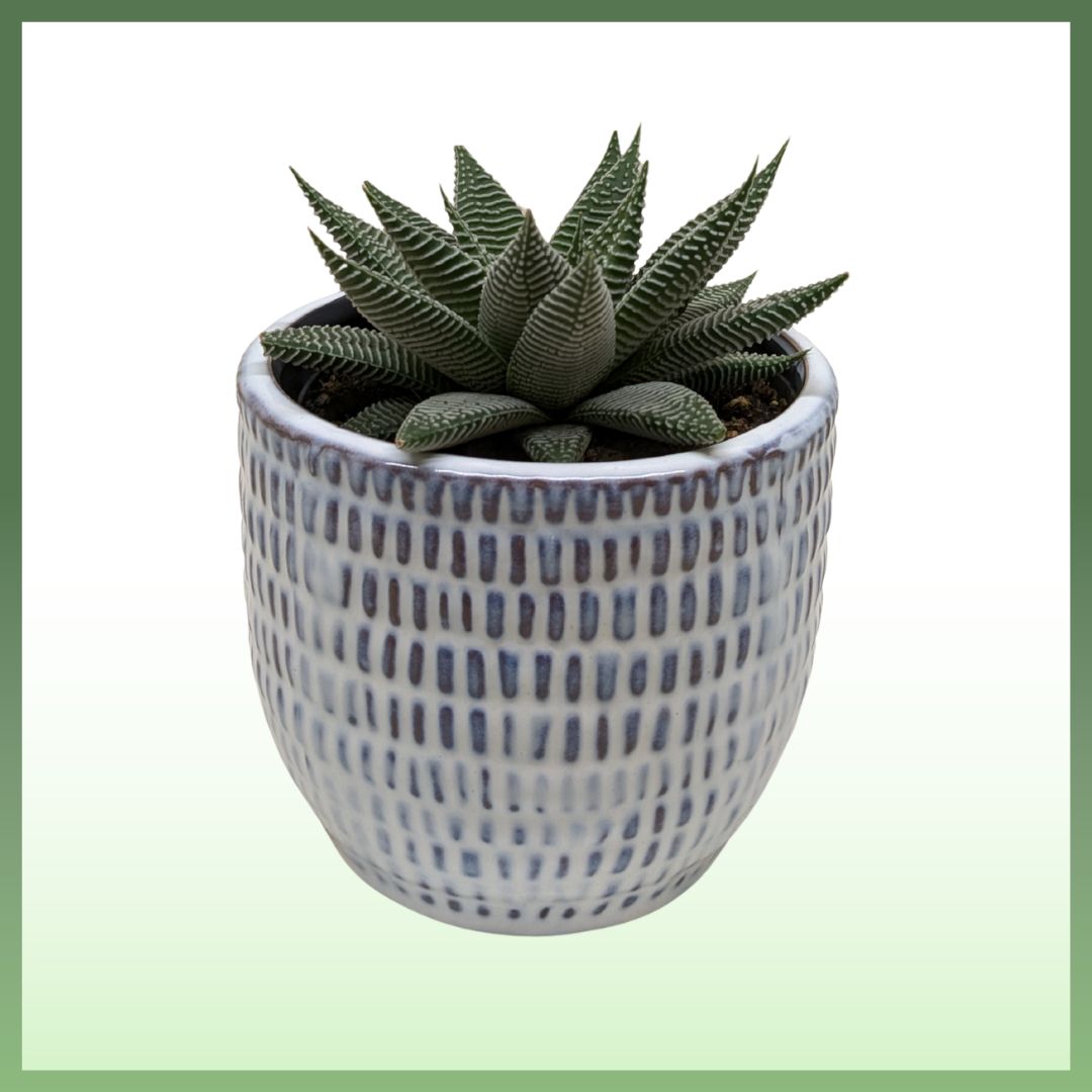 Miami Vibes Plant