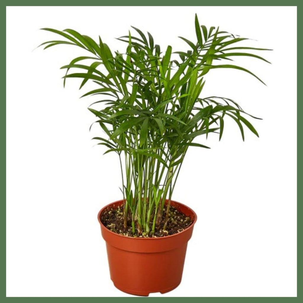 Parlor Palm Plant