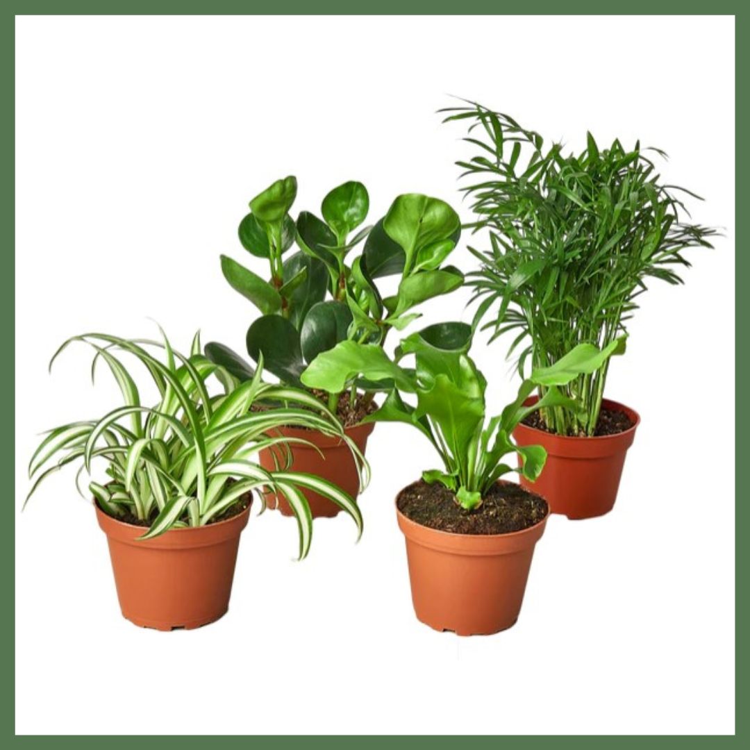 Pet Friendly Plant Bundle