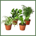 Pet-Friendly Plant Pack