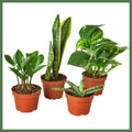 Plant Gift Bundle