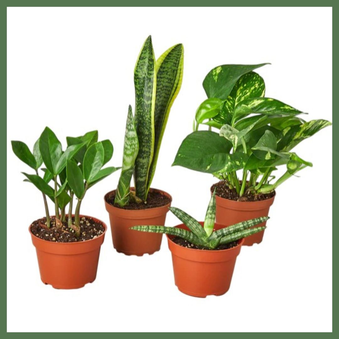Plant Gift Bundle