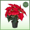 Red Poinsettia Plant