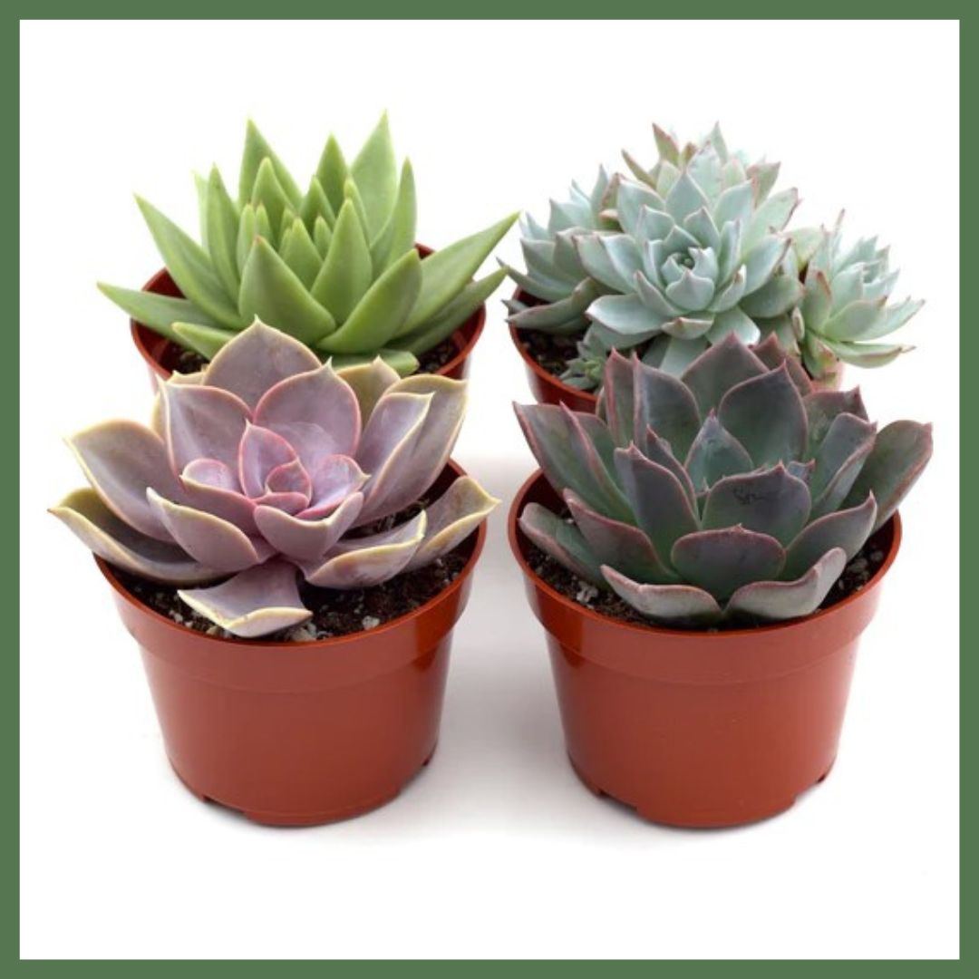 Succulent Plant Pack