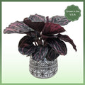 The Callie Plant
