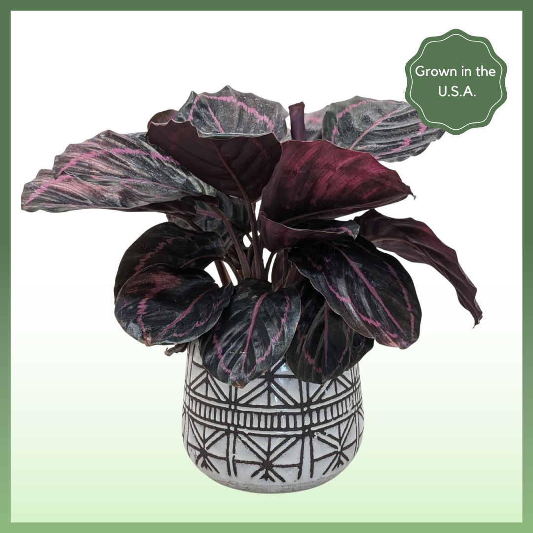 The Callie Plant