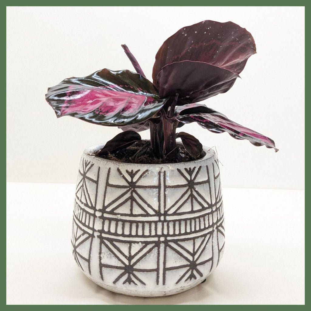The Callie Plant
