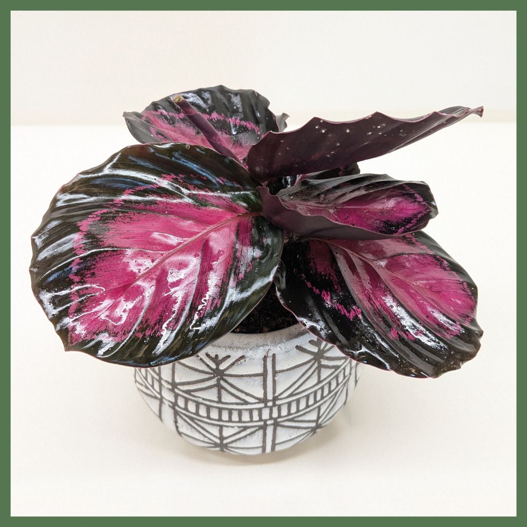 The Callie Plant